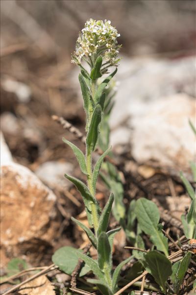 Lepidium hirtum (L.) Sm. subsp. hirtum