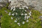 Lepidium oxyotum DC.