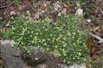 Lepidium oxyotum DC.