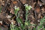 Lepidium oxyotum DC.