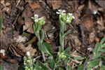 Lepidium oxyotum DC.