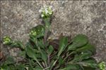 Lepidium oxyotum DC.