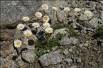 Leucanthemopsis alpina subsp. tomentosa (Loisel.) Heywood