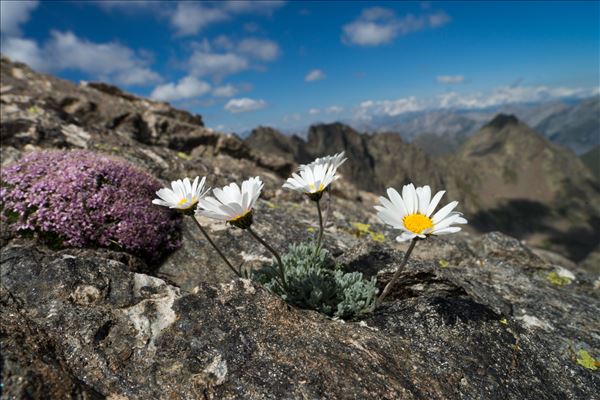 Leucanthemopsis alpina subsp. tomentosa (Loisel.) Heywood