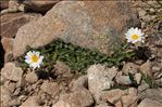 Leucanthemopsis alpina subsp. tomentosa (Loisel.) Heywood