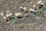 Leucanthemopsis alpina subsp. tomentosa (Loisel.) Heywood