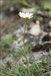 Leucanthemum graminifolium (L.) Lam.