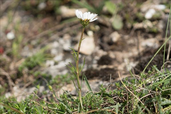 Leucanthemum graminifolium (L.) Lam.