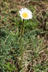 Leucanthemum graminifolium (L.) Lam.