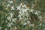 Clematis flammula L.