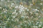 Clematis flammula L.