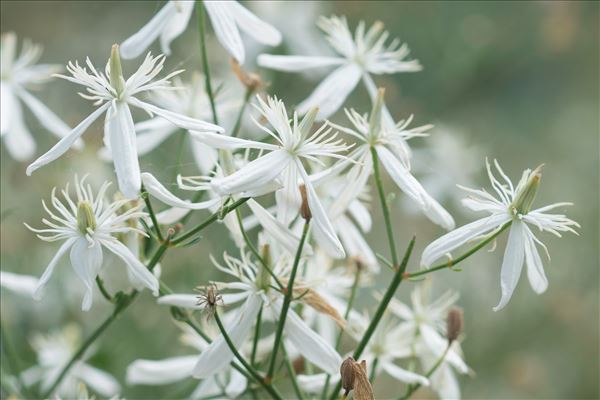 Clematis flammula L.