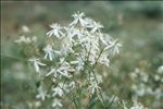 Clematis flammula L.