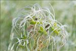 Clematis flammula L.