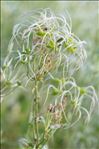 Clematis flammula L.