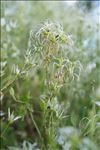 Clematis flammula L.