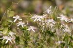 Clematis flammula L.