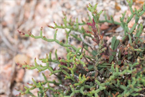 Limonium articulatum (Loisel.) Kuntze