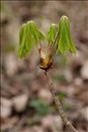 Aesculus hippocastanum L.