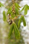 Aesculus hippocastanum L.