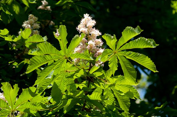 Aesculus hippocastanum L.