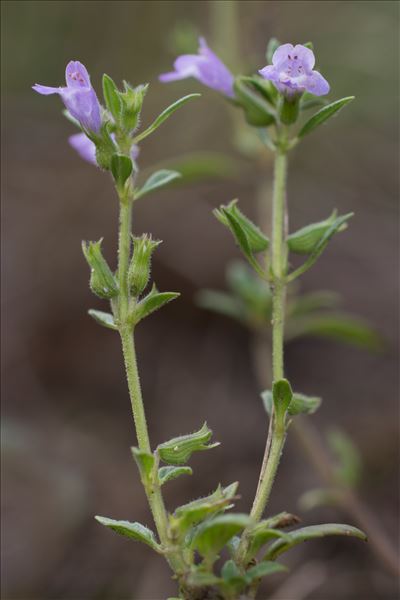 Clinopodium acinos (L.) Kuntze subsp. acinos