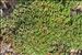 Limonium obtusifolium (Rouy) Erben
