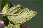 Clinopodium vulgare L. subsp. vulgare