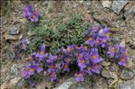 Linaria alpina subsp. aciculifolia Braun-Blanq.
