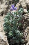Linaria alpina subsp. petraea (Jord.) H.Marcailhou & A.Marcailhou