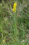 Linaria angustissima (Loisel.) Borbás