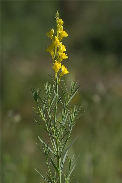 Linaria angustissima (Loisel.) Borbás