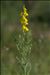 Linaria angustissima (Loisel.) Borbás