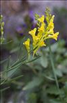 Linaria angustissima (Loisel.) Borbás