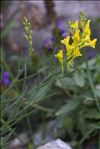 Linaria angustissima (Loisel.) Borbás