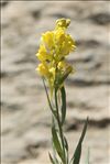 Linaria angustissima (Loisel.) Borbás