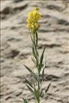 Linaria angustissima (Loisel.) Borbás