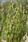 Linaria arenaria DC.