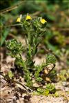 Linaria arenaria DC.