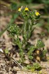 Linaria arenaria DC.