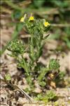 Linaria arenaria DC.