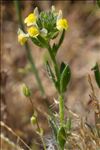 Linaria arenaria DC.