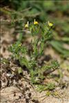 Linaria arenaria DC.