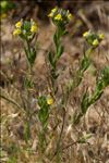 Linaria arenaria DC.