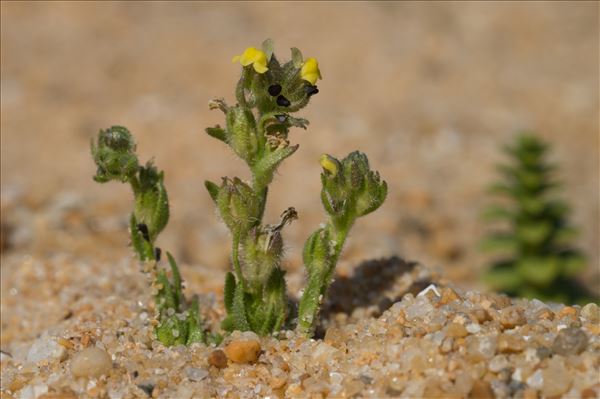 Linaria arenaria DC.