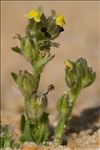 Linaria arenaria DC.