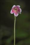 Linnaea borealis L.