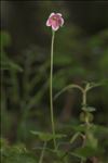 Linnaea borealis L.