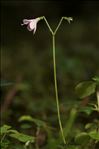 Linnaea borealis L.