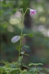 Linnaea borealis L.